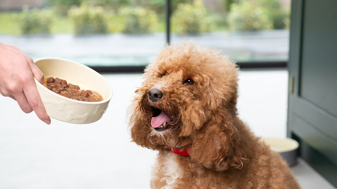 Our Best Dog Food Brands for Every Stage Need Purina